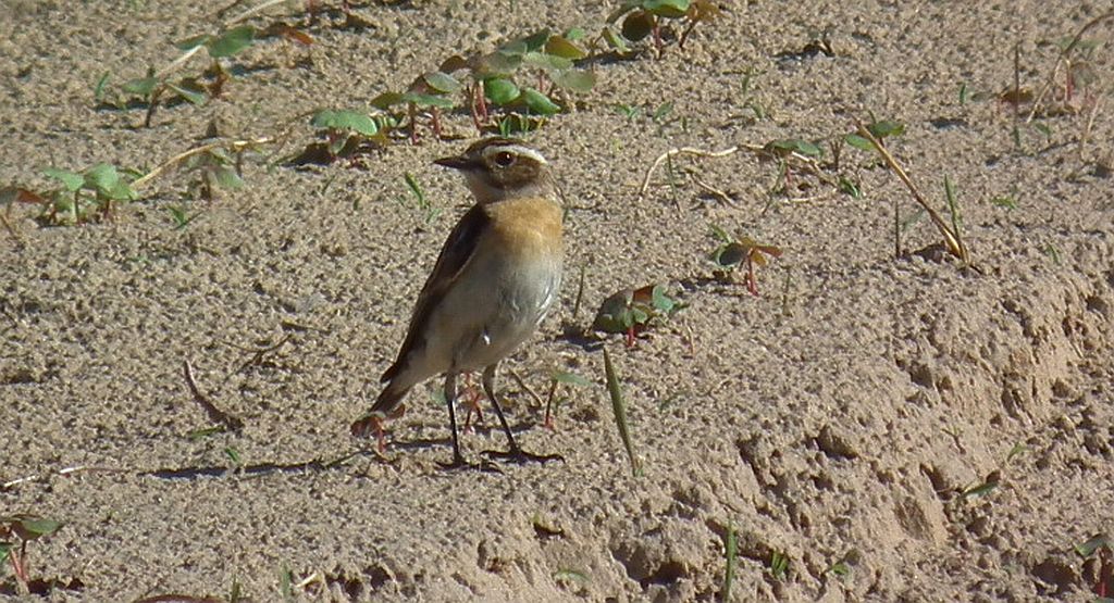 Pokląskwa (Saxicola rubetra)