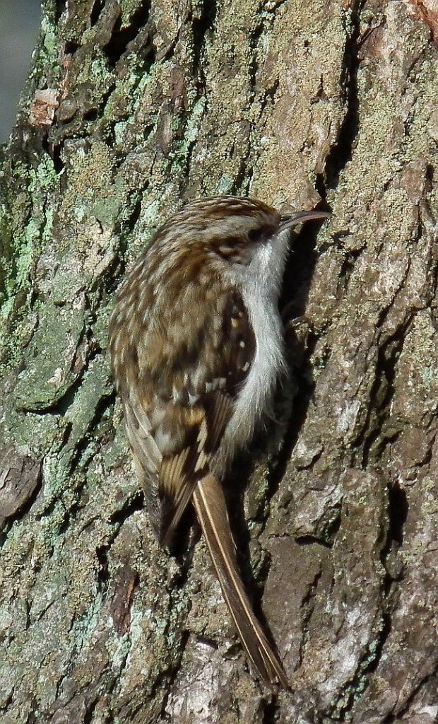 Pełzacz leśny (Certhia familiaris)