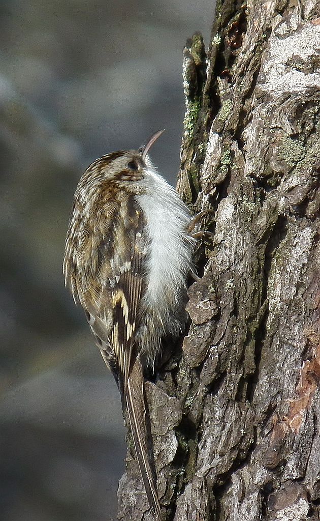 Pełzacz leśny (Certhia familiaris)