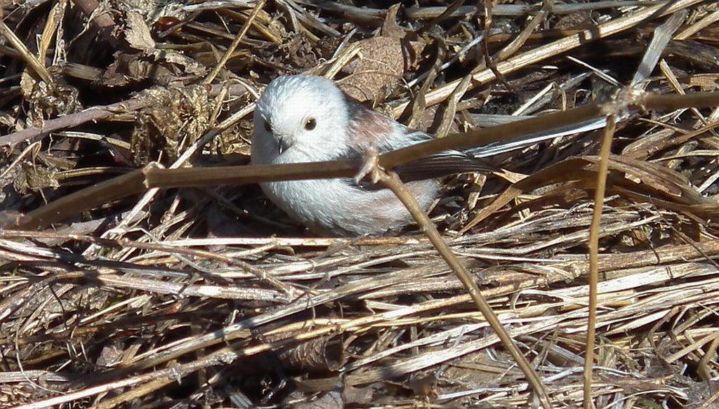 Raniuszek, raniuszek zwyczajny (Aegithalos caudatus)