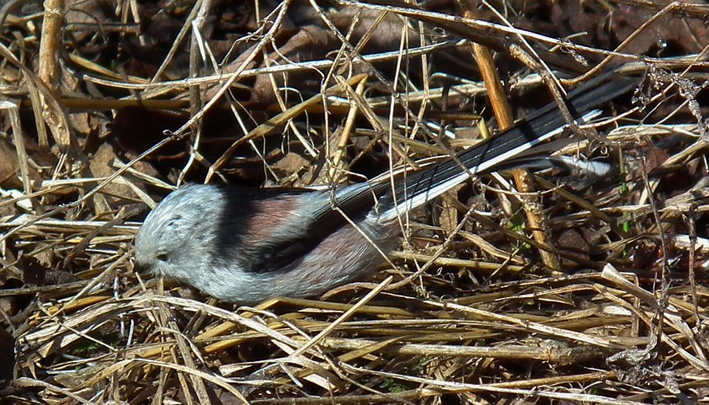 Raniuszek, raniuszek zwyczajny (Aegithalos caudatus)