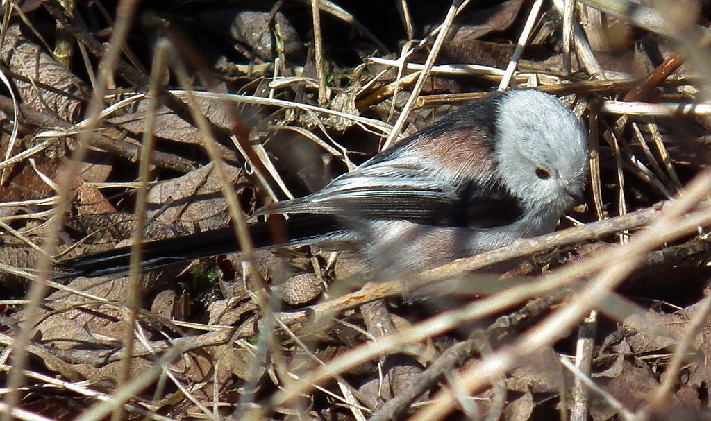 Raniuszek, raniuszek zwyczajny (Aegithalos caudatus)