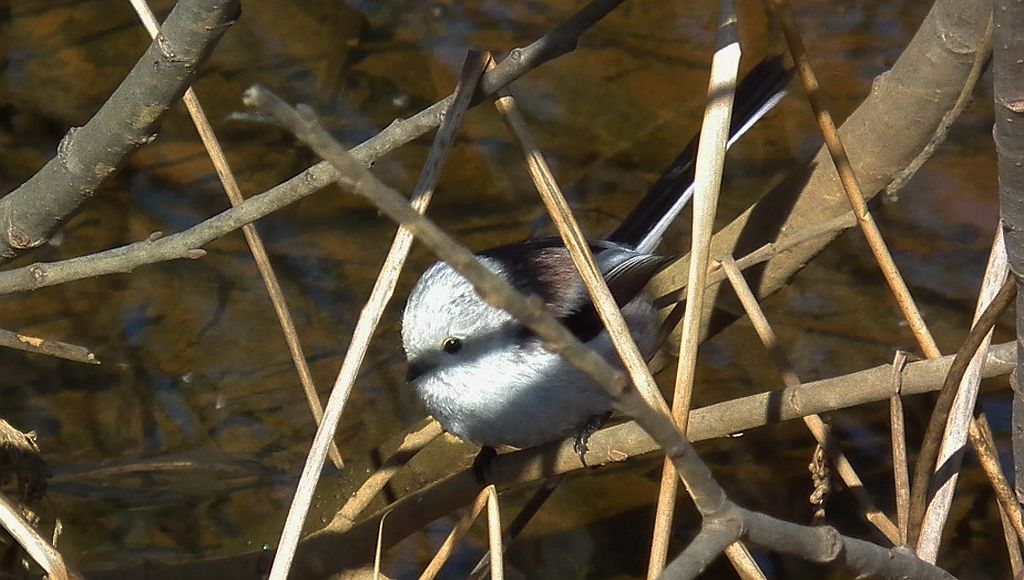 Raniuszek, raniuszek zwyczajny (Aegithalos caudatus)
