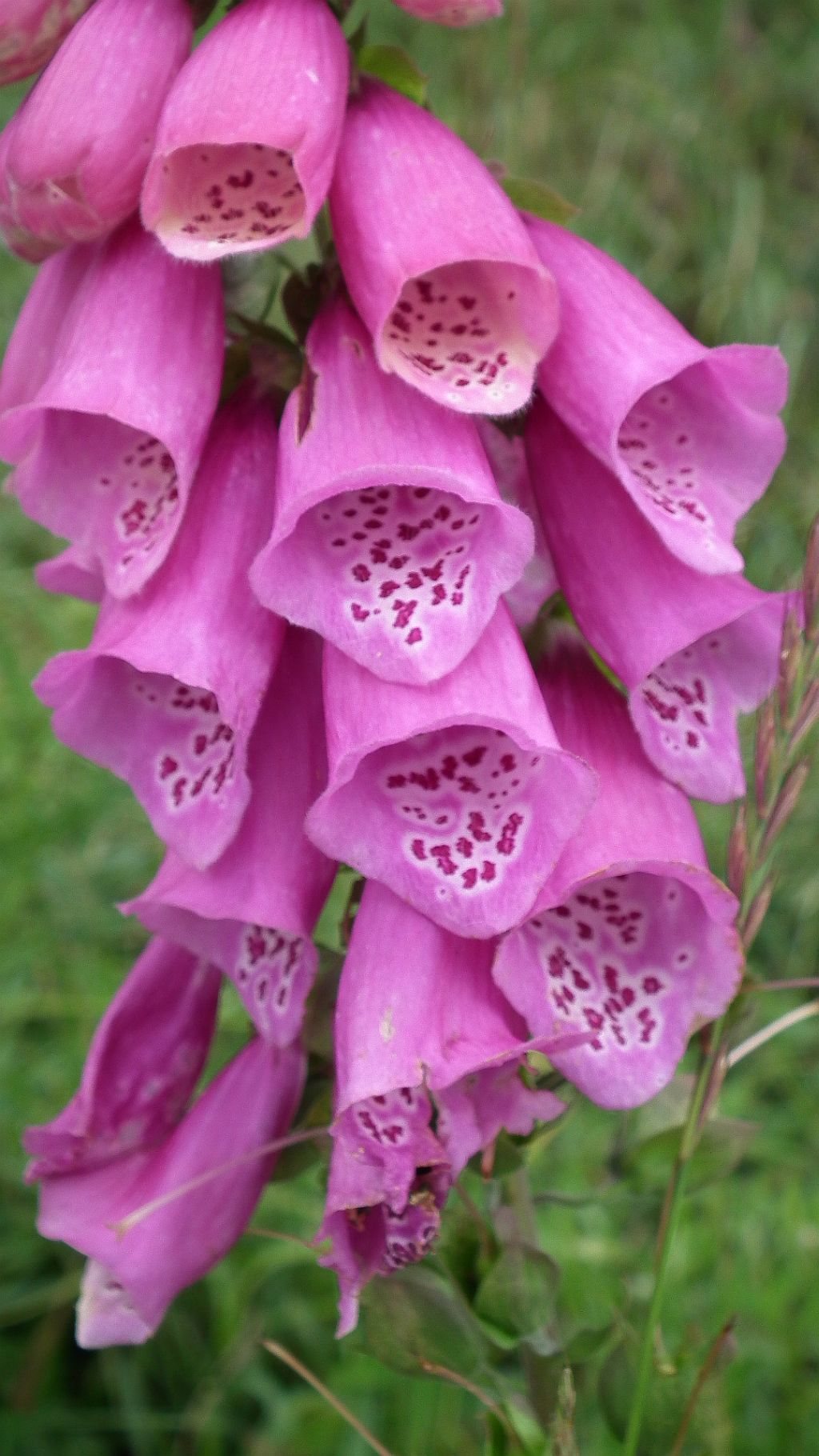 Naparstnica purpurowa  (digitalis purpurea)