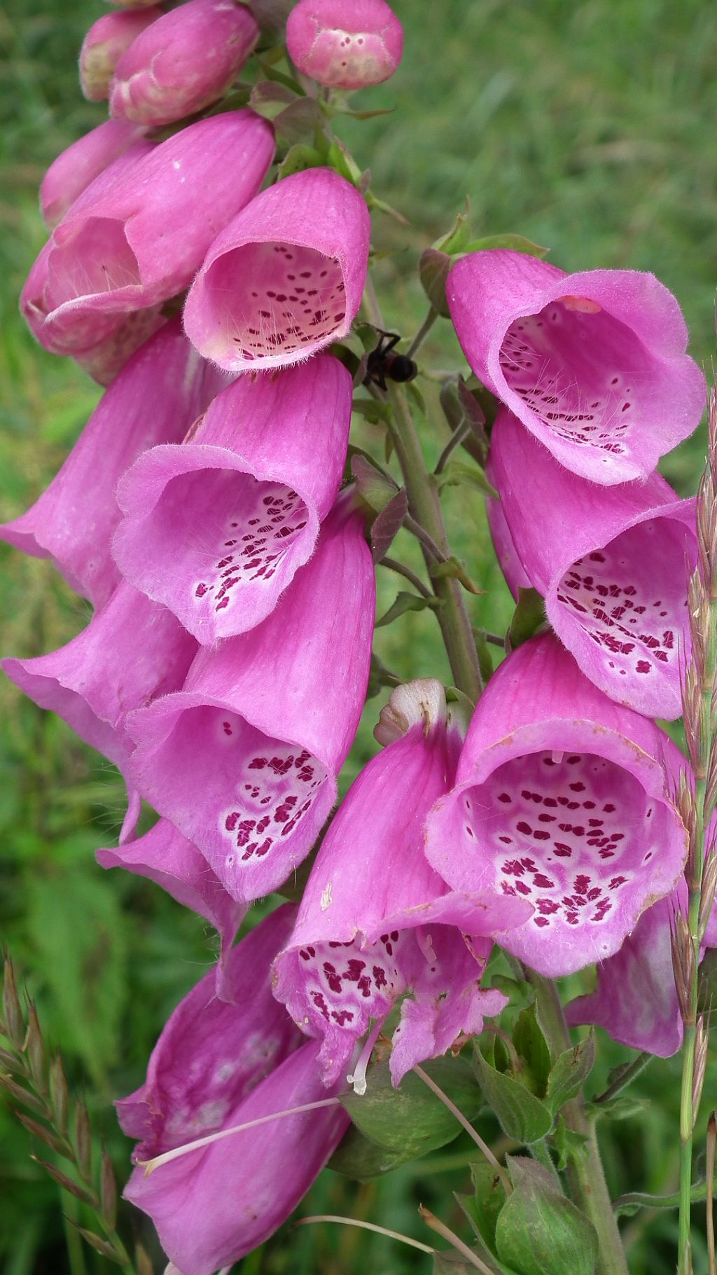 Naparstnica purpurowa  (digitalis purpurea)