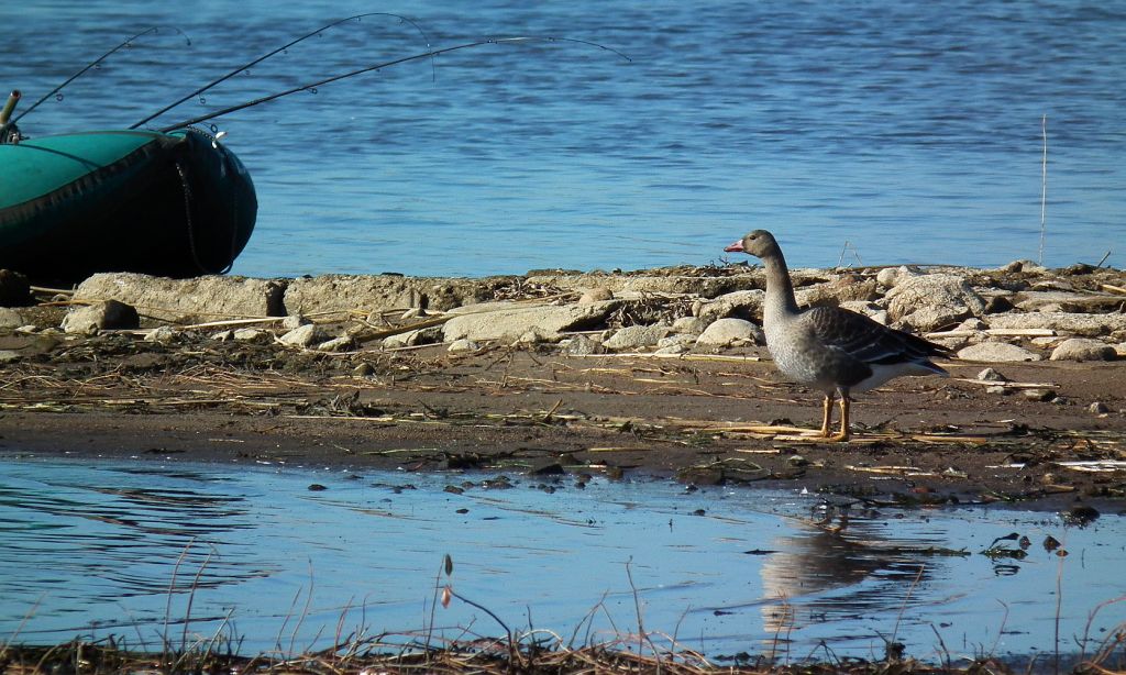 Gęś gęgawa, gęgawa (Anser anser)