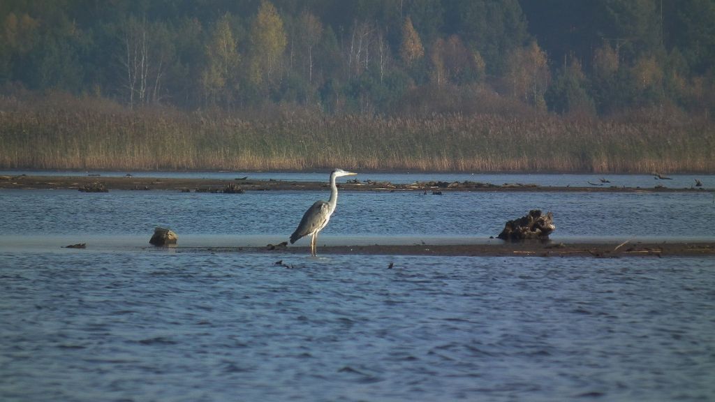 Czapla siwa (Ardea cinerea)