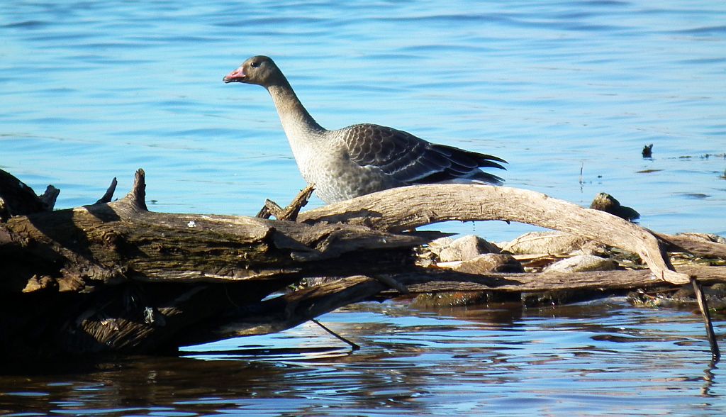 Gęś gęgawa, gęgawa (Anser anser)