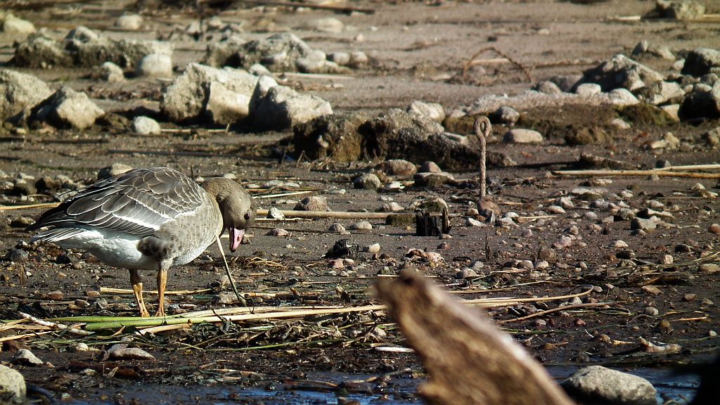 Gęś gęgawa, gęgawa (Anser anser)