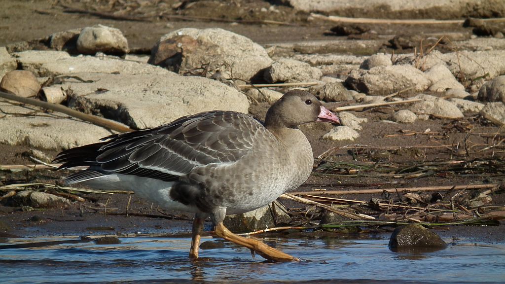 Gęś gęgawa, gęgawa (Anser anser)