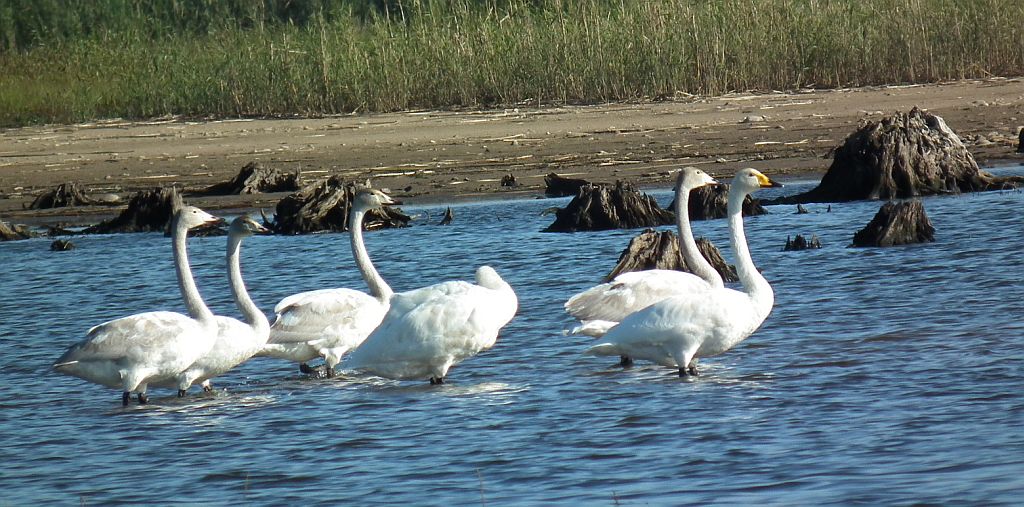 Łabędź krzykliwy (Cygnus cygnus)