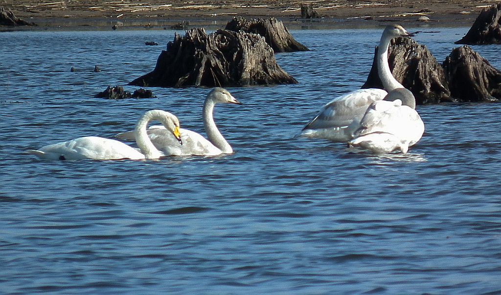 Łabędź krzykliwy (Cygnus cygnus)