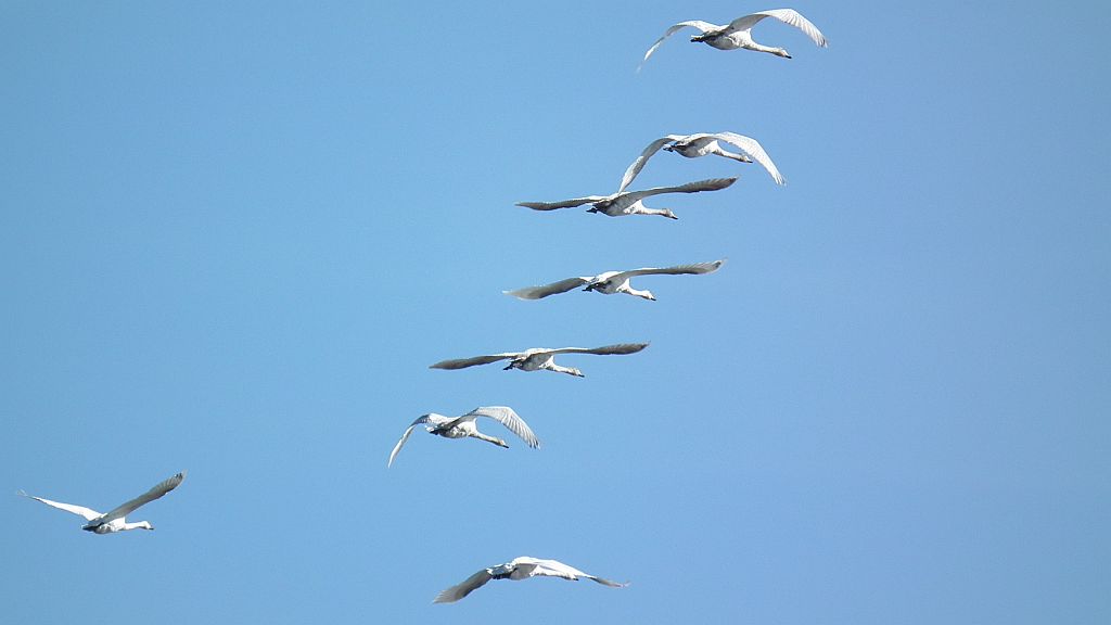 Łabędź krzykliwy (Cygnus cygnus)