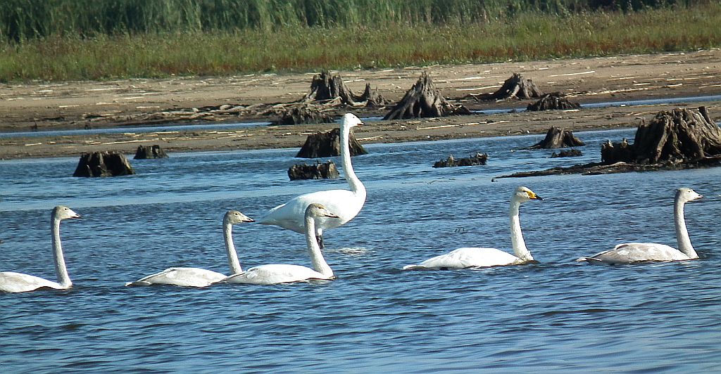 Łabędź krzykliwy (Cygnus cygnus)