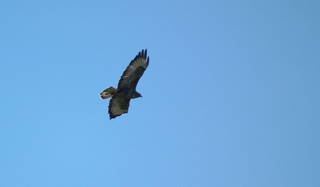 Myszołów zwyczajny, myszołów (Buteo buteo)