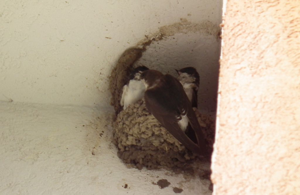 Jaskółka oknówka, oknówka (Delichon urbicum syn. Delichon urbica)