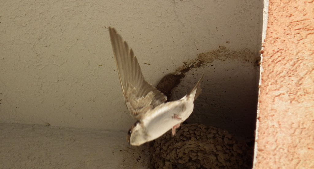 Jaskółka oknówka, oknówka (Delichon urbicum syn. Delichon urbica)