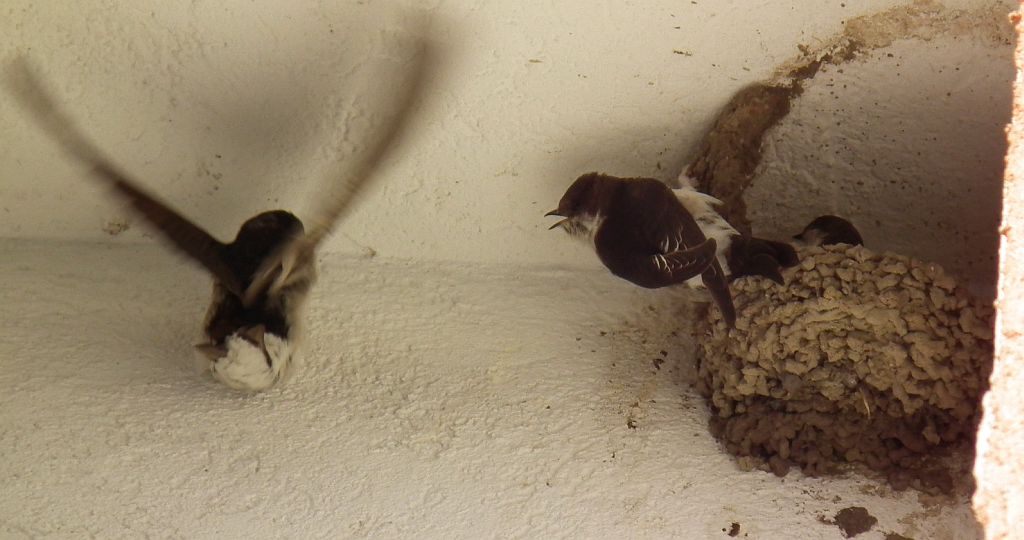 Jaskółka oknówka, oknówka (Delichon urbicum syn. Delichon urbica)