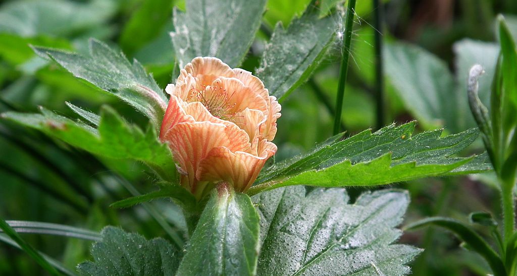 Kuklik zwisły (Geum rivale)