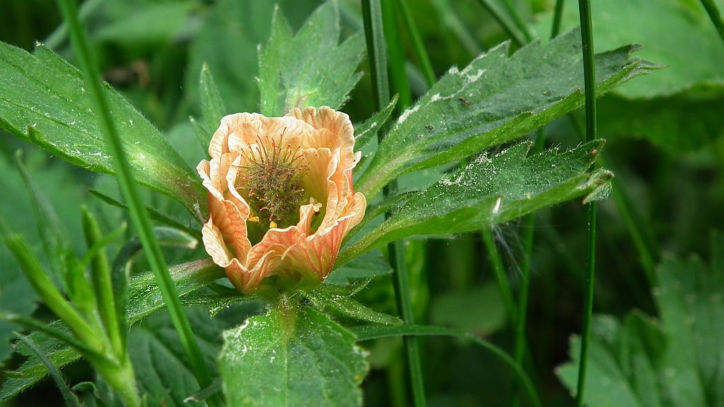 Kuklik zwisły (Geum rivale)