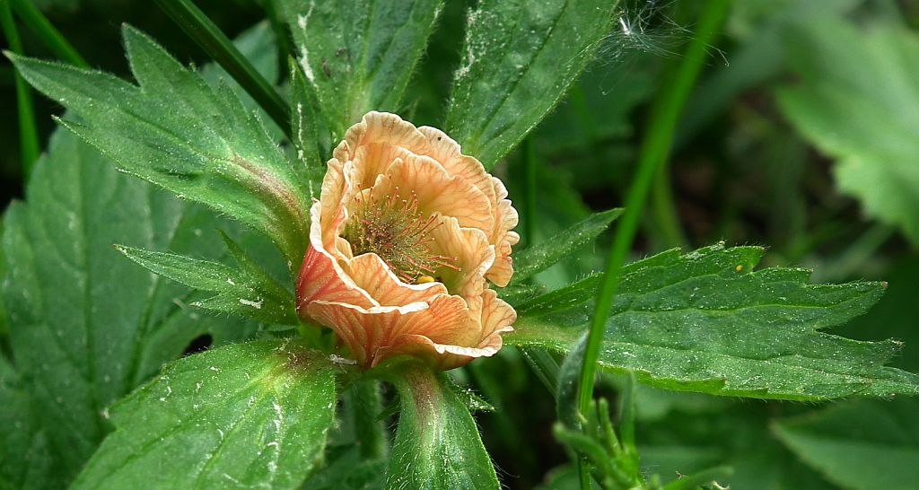 Kuklik zwisły (Geum rivale)