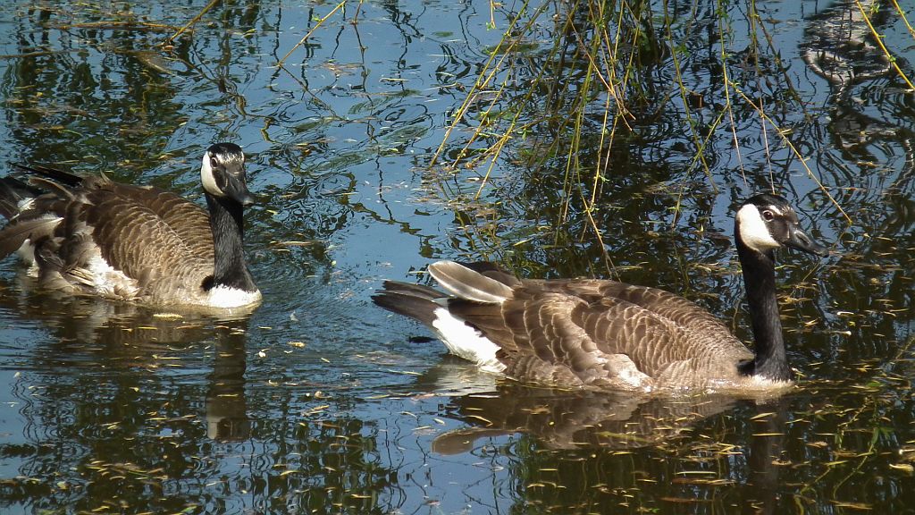 Bernikla kanadyjska (Branta canadensis)