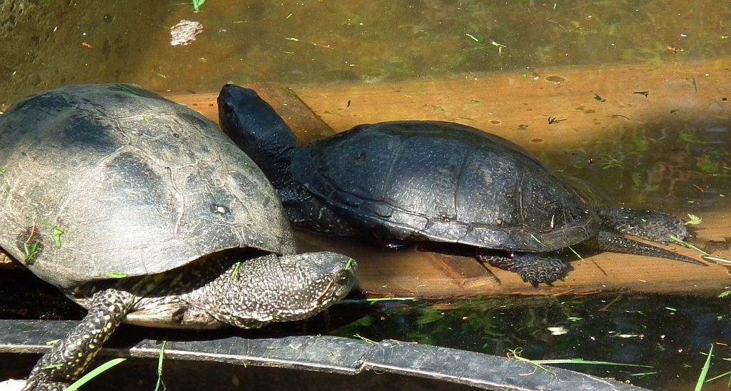 Żółw błotny (Emys orbicularis)