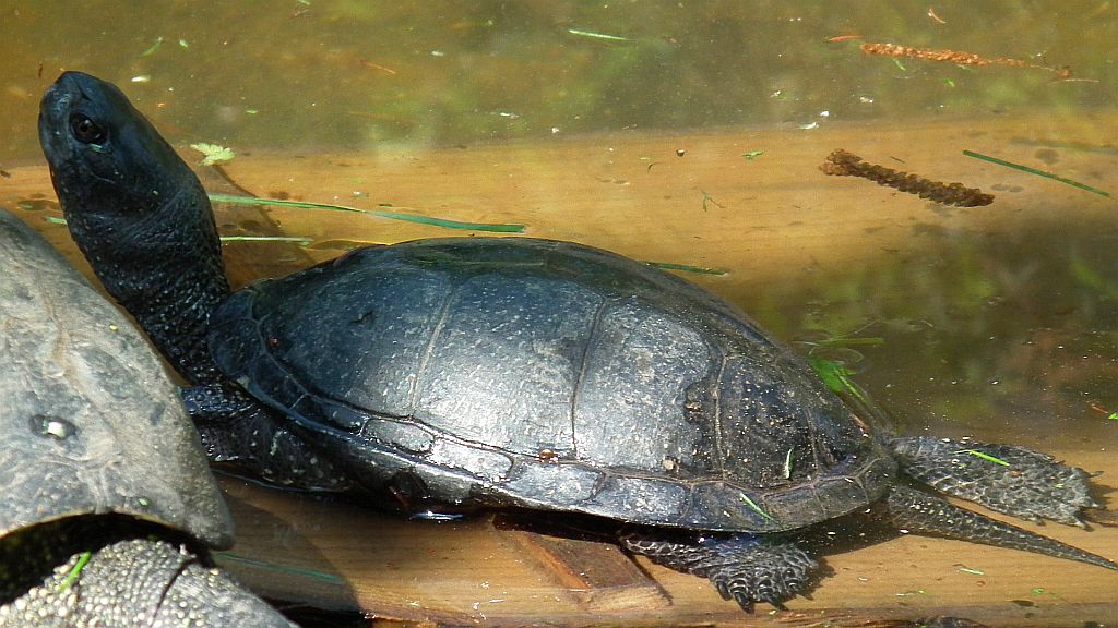 Żółw błotny (Emys orbicularis)