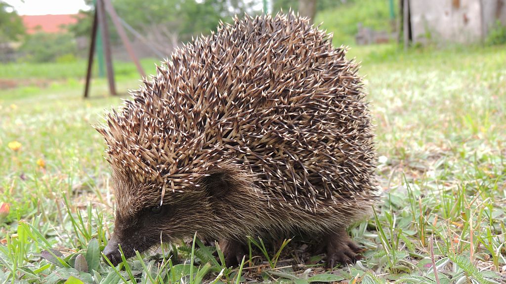 Jeż zachodni, jeż europejski (Erinaceus europaeus)
