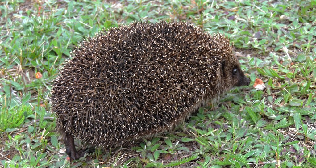 Jeż zachodni, jeż europejski (Erinaceus europaeus)