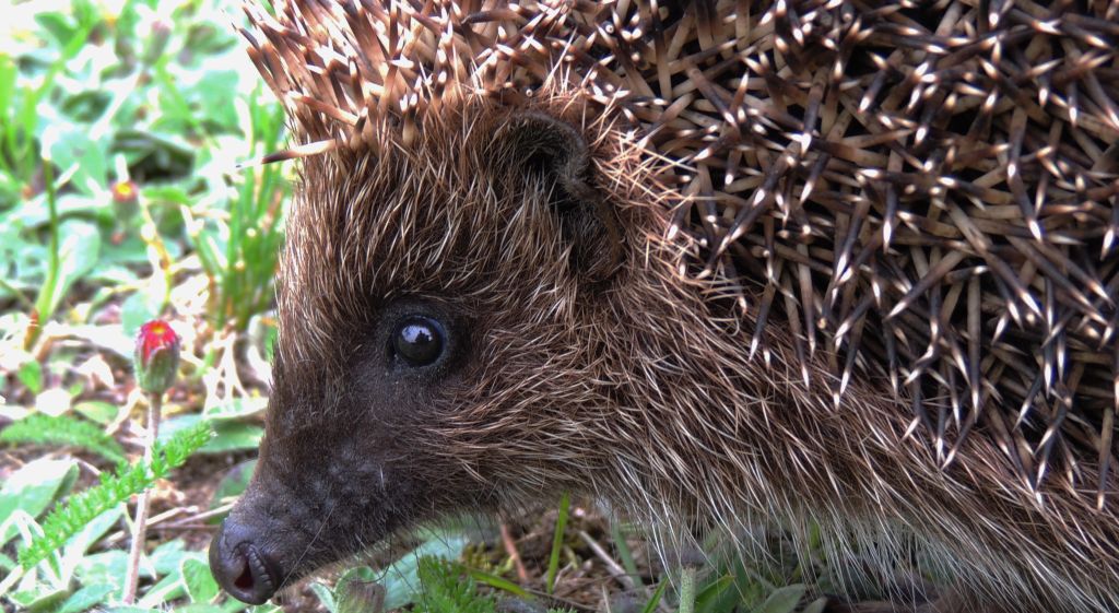 Jeż zachodni, jeż europejski (Erinaceus europaeus)