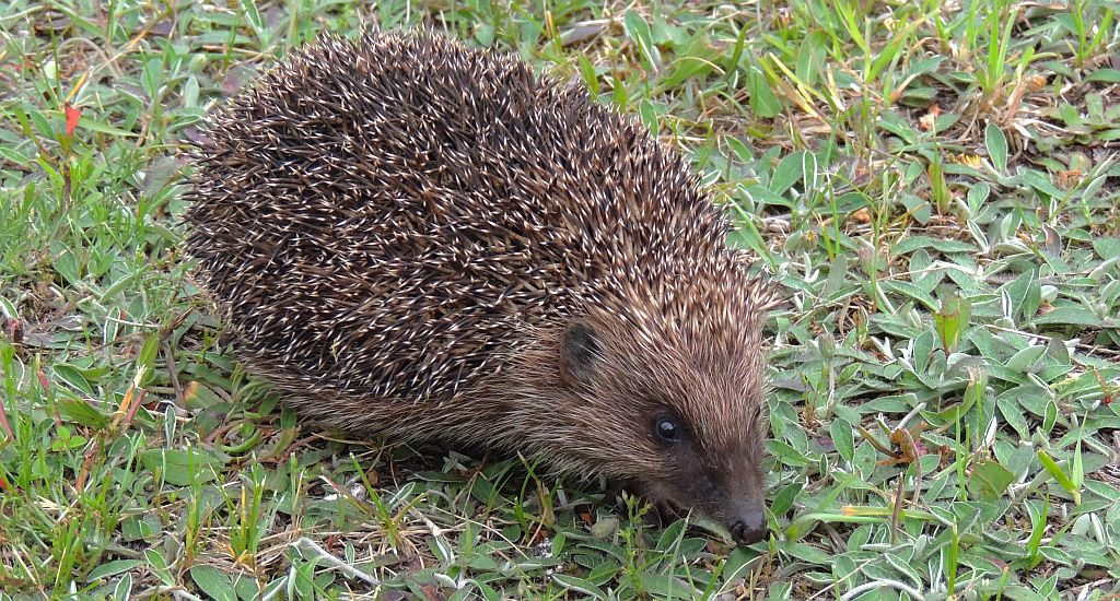 Jeż zachodni, jeż europejski (Erinaceus europaeus)