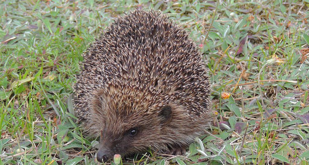 Jeż zachodni, jeż europejski (Erinaceus europaeus)