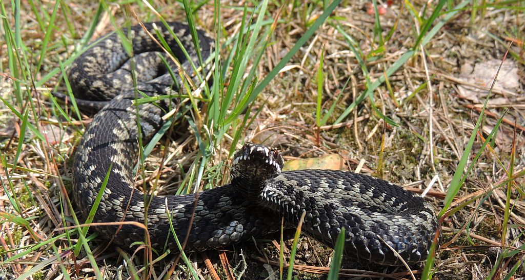 Żmija zygzakowata (Vipera berus)