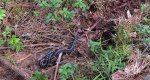 Żmija zygzakowata (Vipera berus)