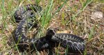 Żmija zygzakowata (Vipera berus)