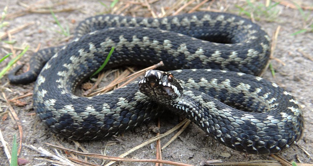 Żmija zygzakowata (Vipera berus)