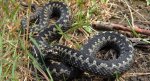 Żmija zygzakowata (Vipera berus)