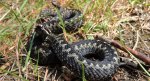 Żmija zygzakowata (Vipera berus)