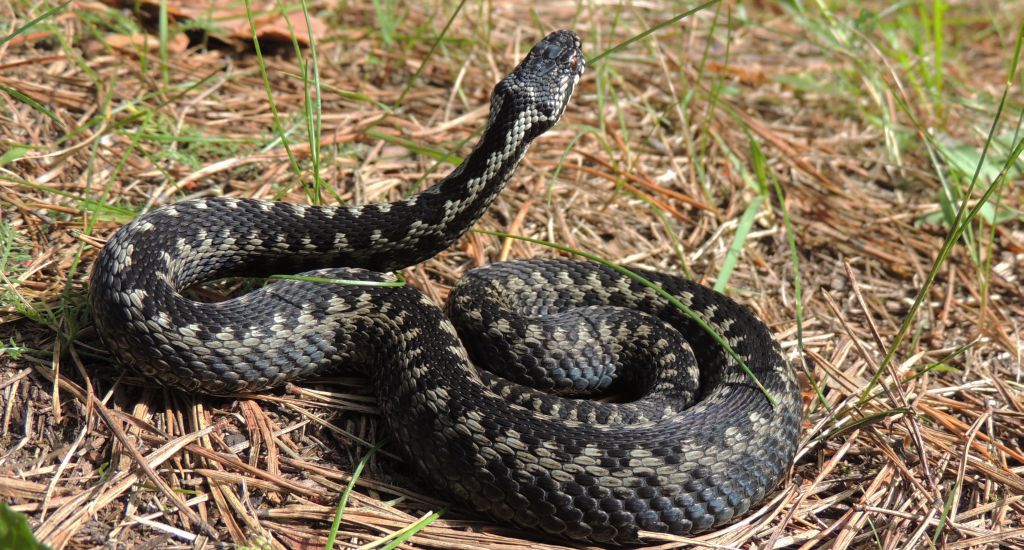 Żmija zygzakowata (Vipera berus)