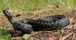Żmija zygzakowata (Vipera berus)