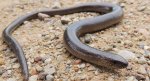 Padalec zwyczajny (Anguis fragilis)