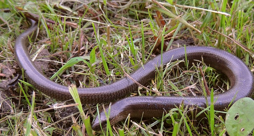 Padalec zwyczajny (Anguis fragilis)