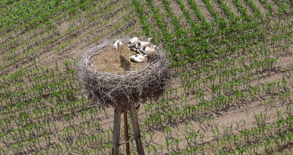 Bocian biały (Ciconia ciconia)