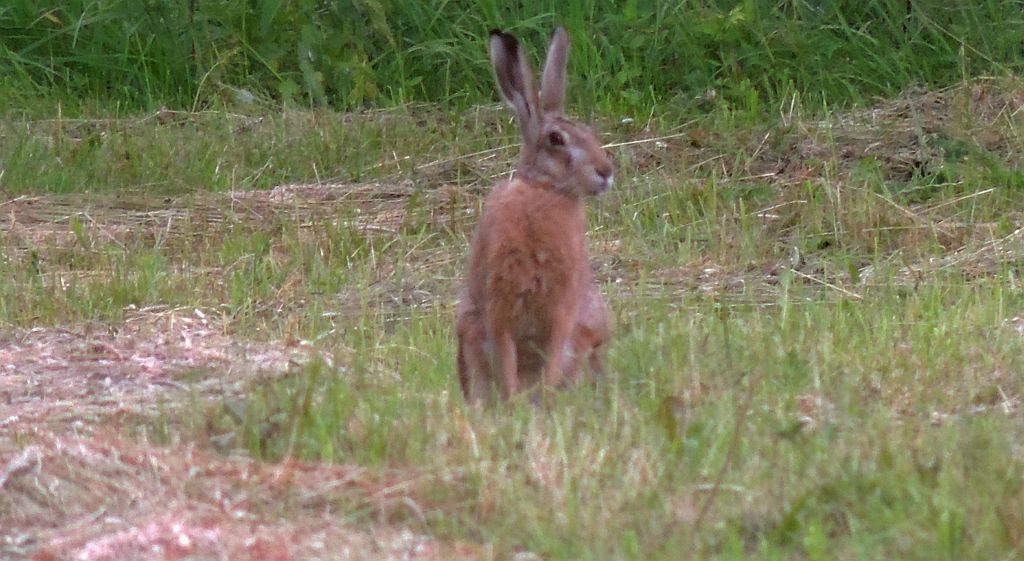 Zając szarak (Lepus europaeus)