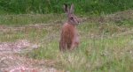 Zając szarak (Lepus europaeus)
