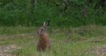 Zając szarak (Lepus europaeus)