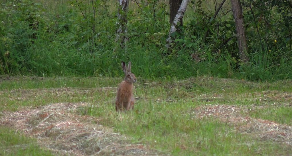 Zając szarak (Lepus europaeus)