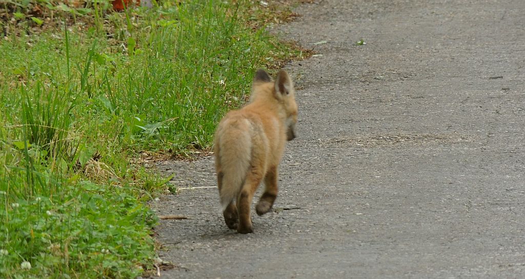 Lis, lis pospolity, lis rudy (Vulpes vulpes)