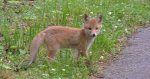 Lis, lis pospolity, lis rudy (Vulpes vulpes)